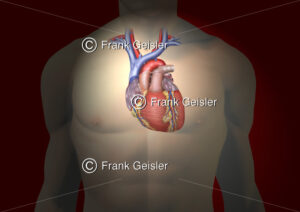 Topografie Herz und große Blutgefäße im Brustraum, Anatomie Herzmuskeln und Koronargefäße - Medical Pictures