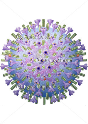Virus Virusinfektion mit Coronavirus 2, SARS-CoV-2, Auslöser COVID-19 - Medical Pictures