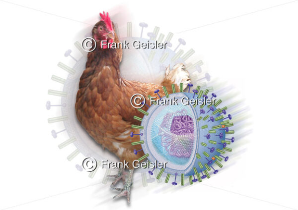 Vogelgrippe, Influenza-Virus bei Geflügel - Medical Pictures