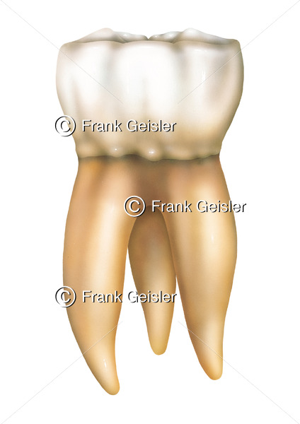 Zahn (Dens) mit Zahnkrone (Corona) und Zahnwurzel (Radix) - Medical Pictures