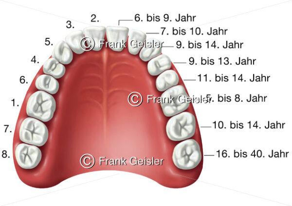 Zahnentwicklung, Zahnreihe (vollständig) und Gaumen eines Erwachsenen - Medical Pictures
