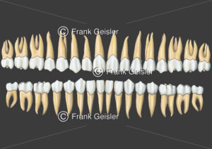 Zahnreihen, Gebiss eines Erwachsenen - Medical Pictures