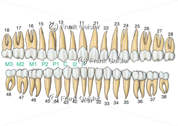 Zahnreihen mit Zahnformel beim Gebiss eines Erwachsenen - Medical Pictures