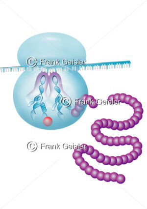 Zellbiologie Ribosom mit t-RNA und Kette mit Protein Aminosäure - Medical Pictures