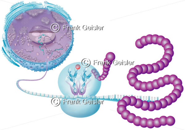 Zellbiologie, mRNA und Ribosom mit t-RNA sowie Kette mit Aminosäure - Medical Pictures