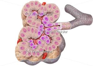 Zellen der exokrinen Verdauungsdrüse Bauchspeicheldrüse (Pankreas) - Medical Pictures