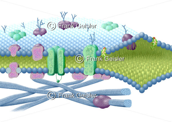 Zytologie, Struktur einer Zellmembran mit Membranproteine - Medical Pictures