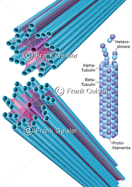 Zytologie, Ultrastruktur Zentriolen aus Mikrotubulustripletts - Medical Pictures