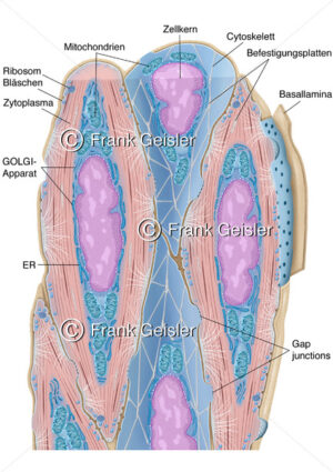 Zytologie Zellen im Muskelgewebe, Muskelzellen der glatten Muskulatur - Medical Pictures
