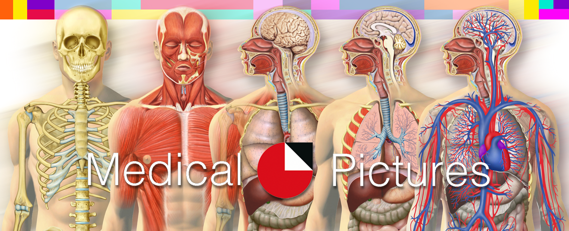 Anatomie Medizin Bilder von Frank Geisler